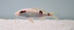 Parupeneus multifasciatus