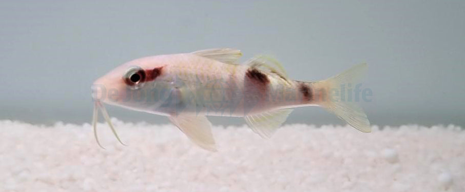 Parupeneus multifasciatus
