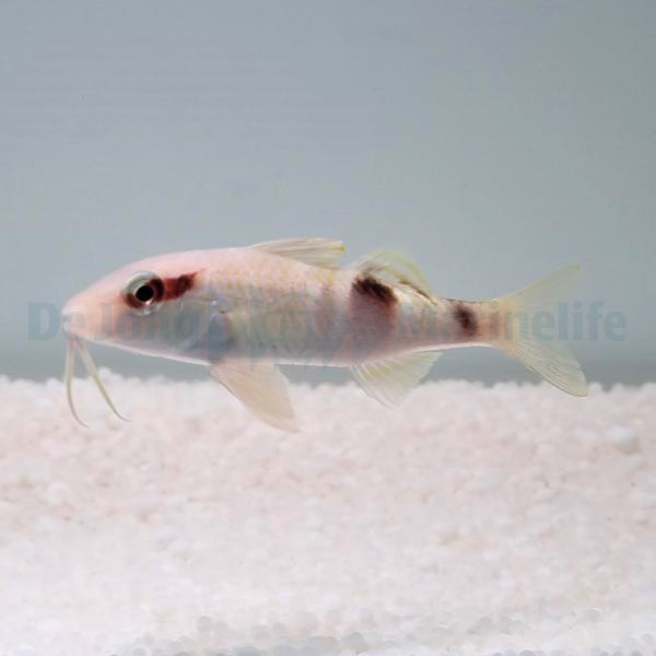Parupeneus multifasciatus