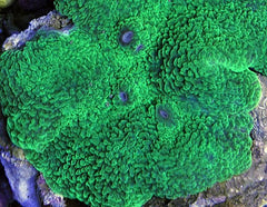Platyzoanthus mussoides (Grade A) (per ear)