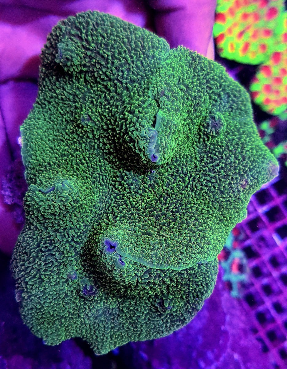 Platyzoanthus mussoides (Grade A)