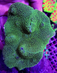 Platyzoanthus mussoides (Grade A) (per ear)