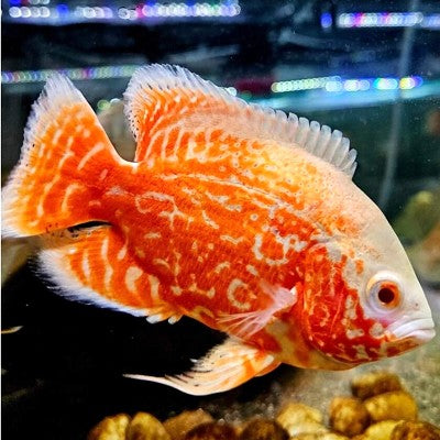 Astr.ocellatus Pauwoog super red 8-10