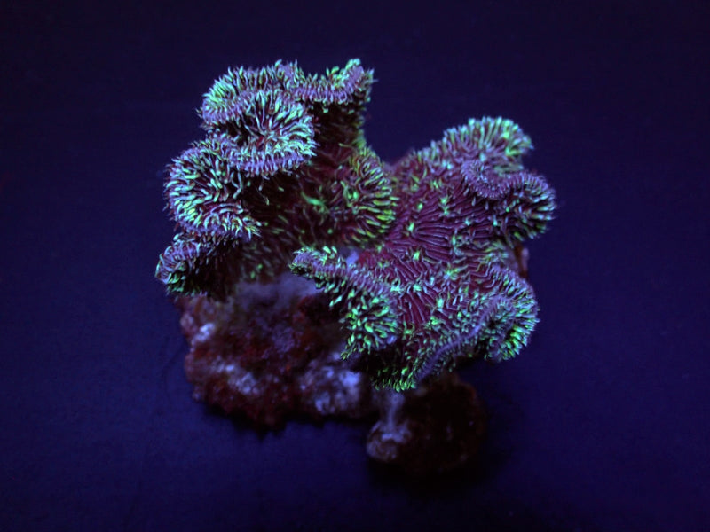 Pavona cactus