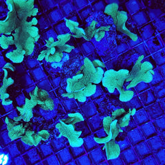Pavona cactus (Green)
