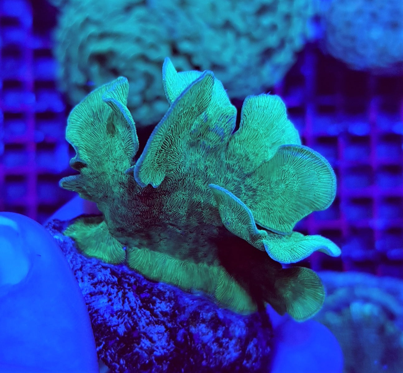 Pavona cactus (Green) (frag)