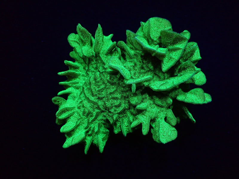 Pavona explanulata