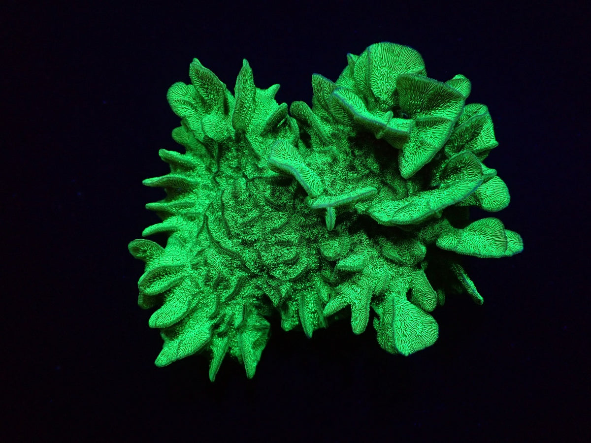 Pavona explanulata