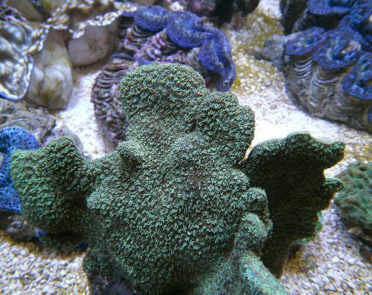 Pavona explanulata (frag)