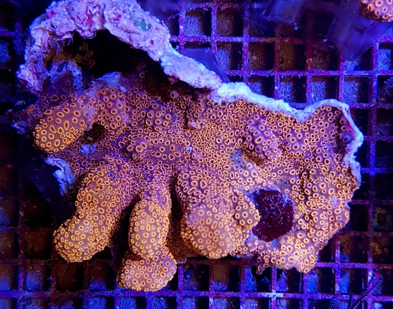 Pavona maldivensis (Orange)