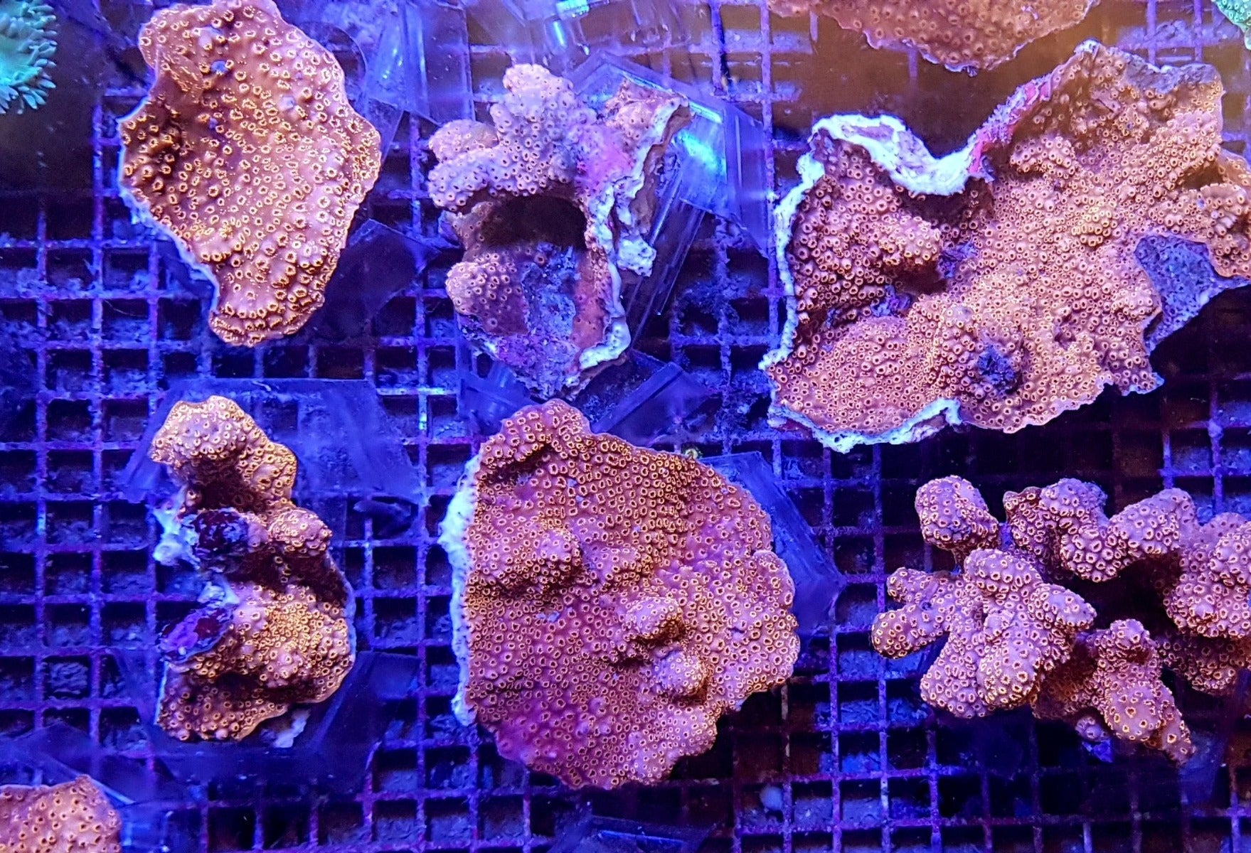 Pavona maldivensis (Orange)