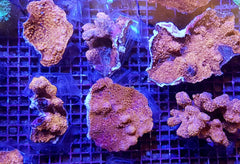 Pavona maldivensis (Orange)