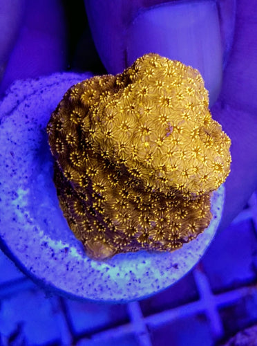 Pavona maldivensis (Orange) (frag)