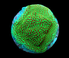 Porites spp. (Encrusting) (Red Polyp) (frag)