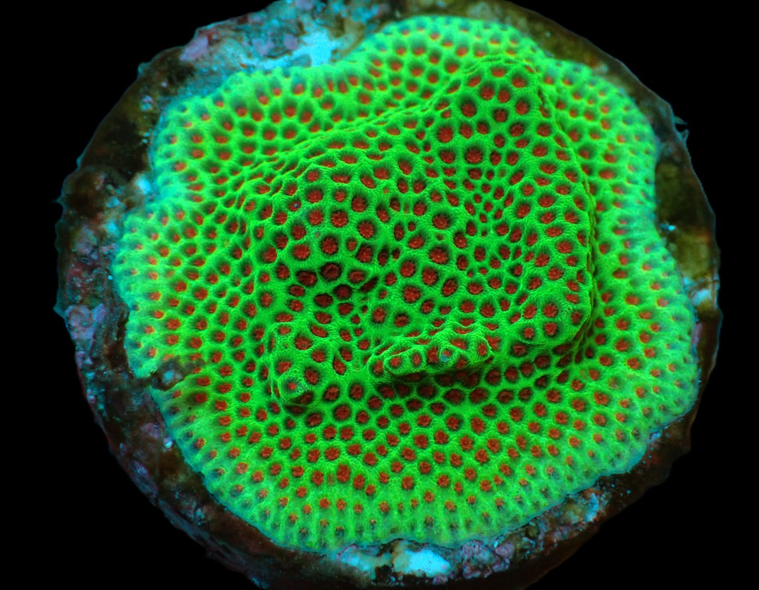 Porites spp. (Encrusting) (Red Polyp) (frag)