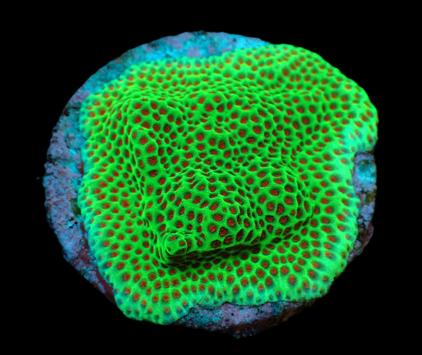 Porites spp. (Encrusting) (Red Polyp) (frag)