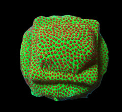 Porites spp. (Encrusting) (Red Polyp) (frag)