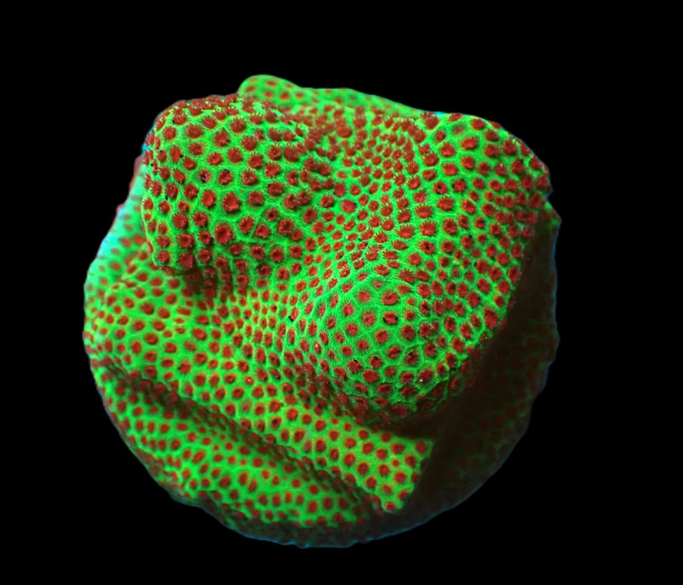 Porites spp. (Encrusting) (Red Polyp) (frag)