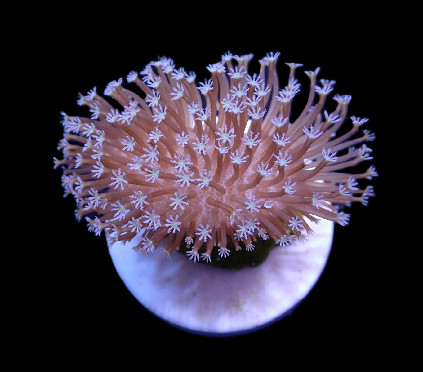 Sarcophyton ehrenbergi (Weeping Willow) (frag)