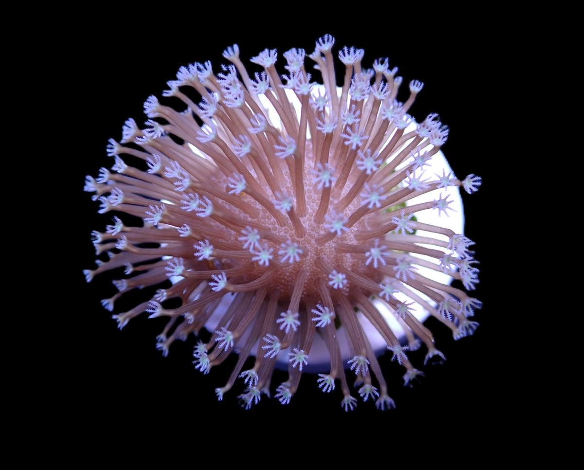Sarcophyton ehrenbergi (Weeping Willow) (frag)