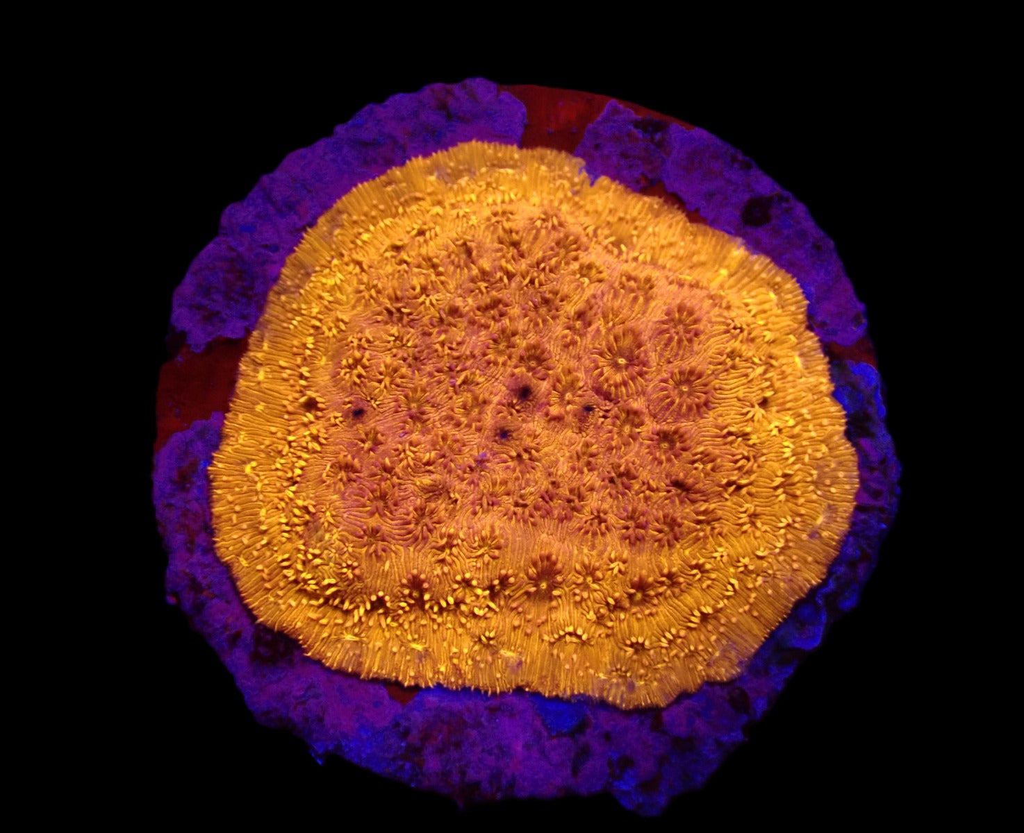 Pavona maldivensis (Orange) (frag)