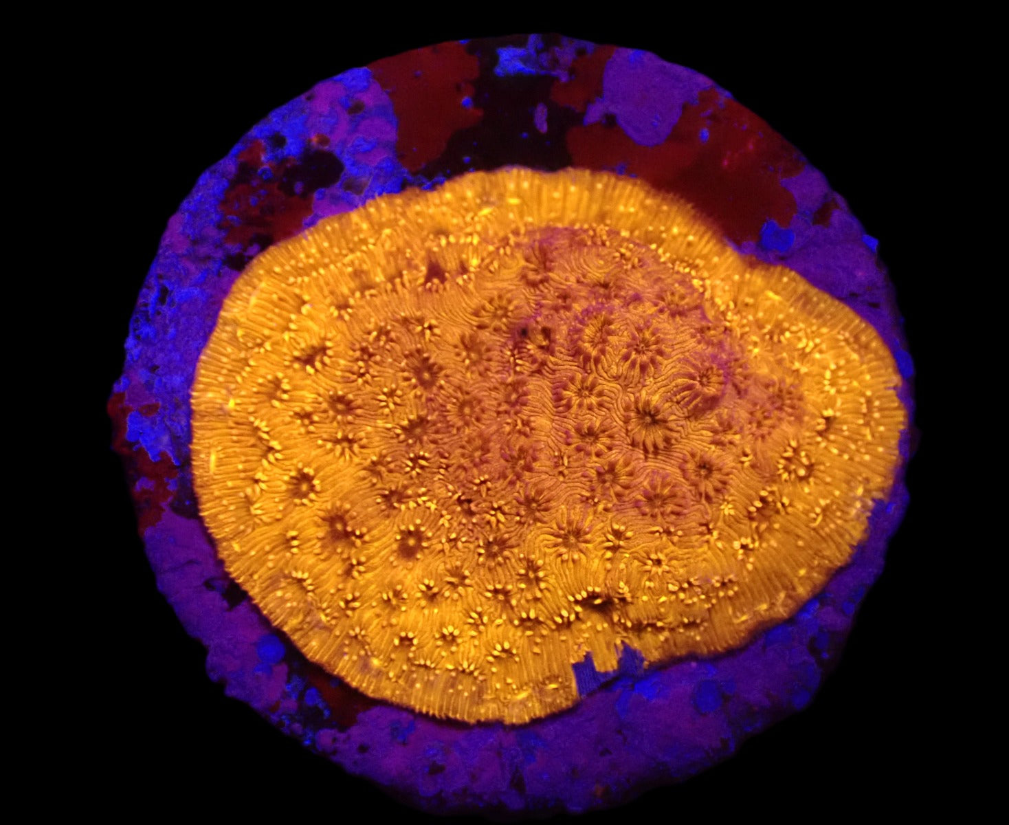 Pavona maldivensis (Orange) (frag)
