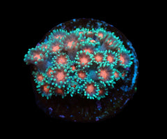 Goniopora spp. (Orange Center) (frag)