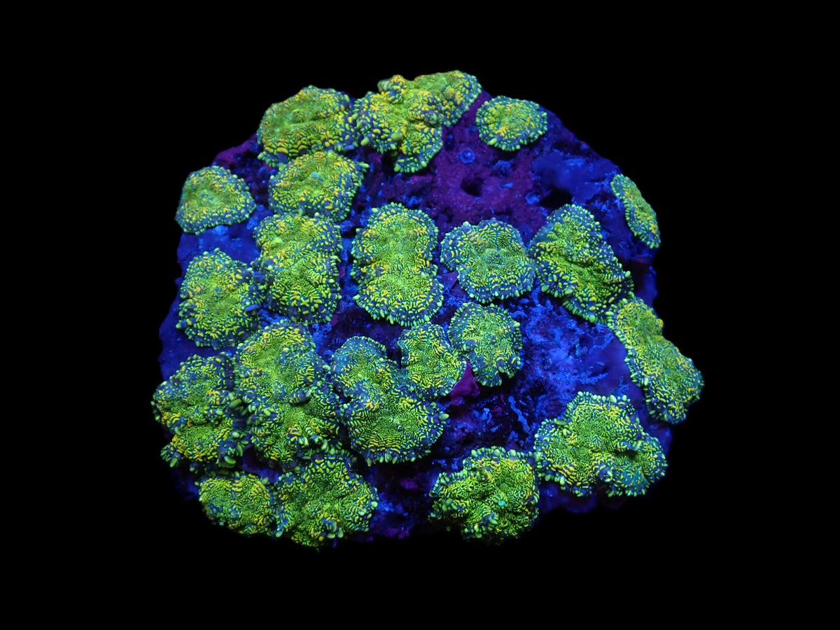 Rhodactis inchoata (Grade A)