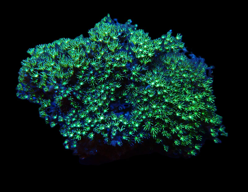 Pachyclavularia violacea (Green)