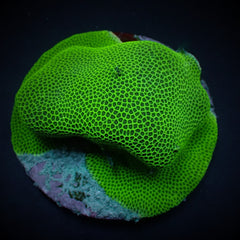 Porites encrusting