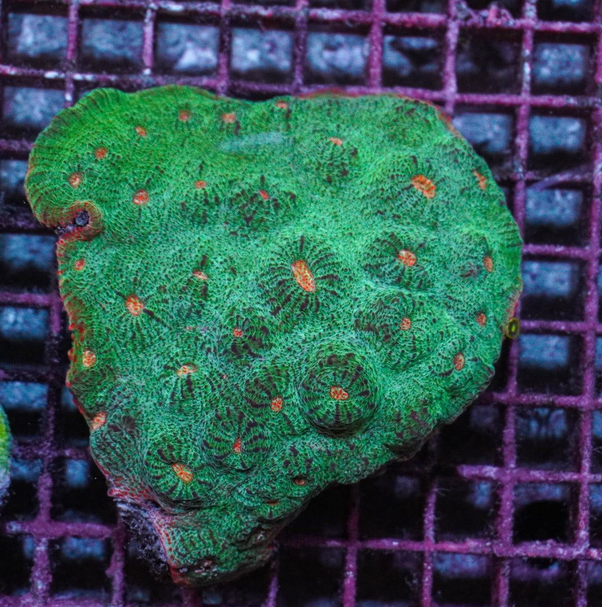 Mycedium spp. (Premium)
