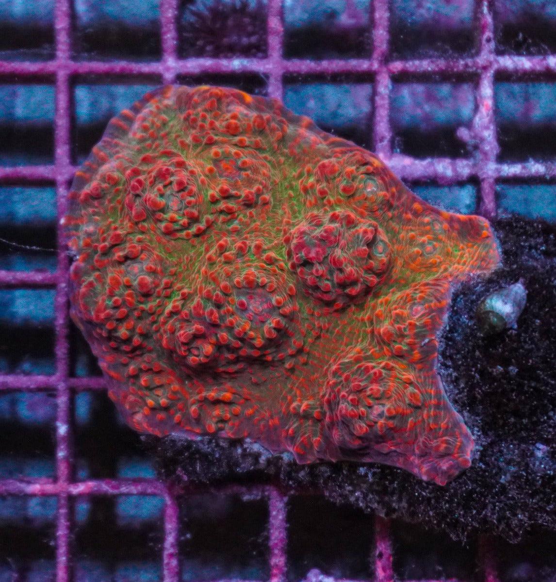 Mycedium spp. (Ultra)