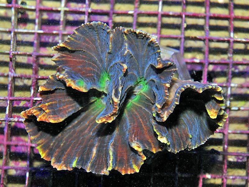Pectinia spp. (Green Center)