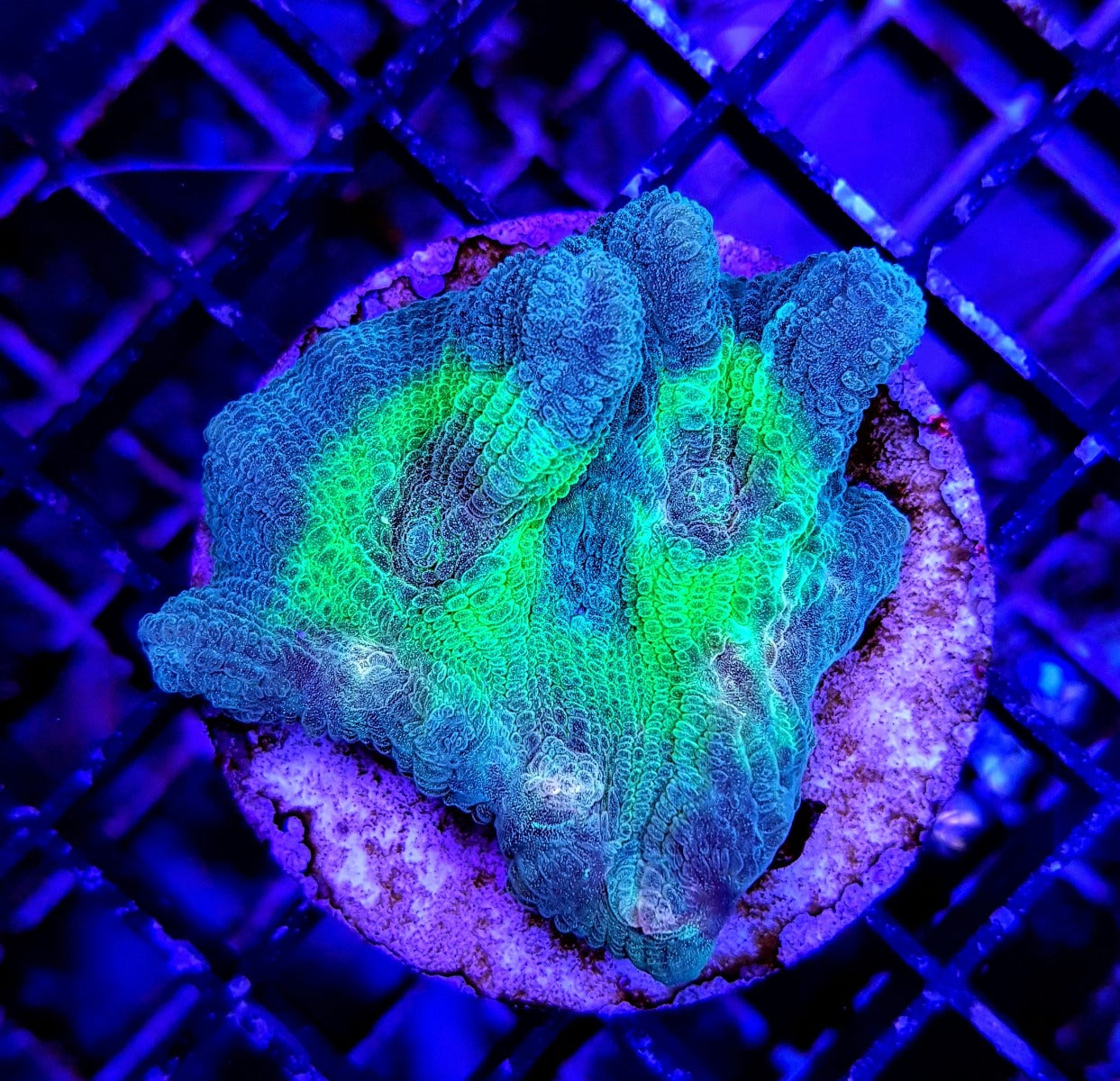 Pectinia spp. (Green Center) (frag)