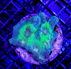 Pectinia spp. (Green Center) (frag)