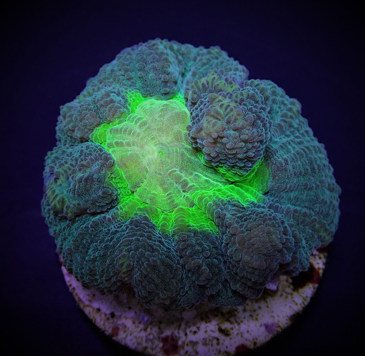 Pectinia spp. (Green Center) (frag)