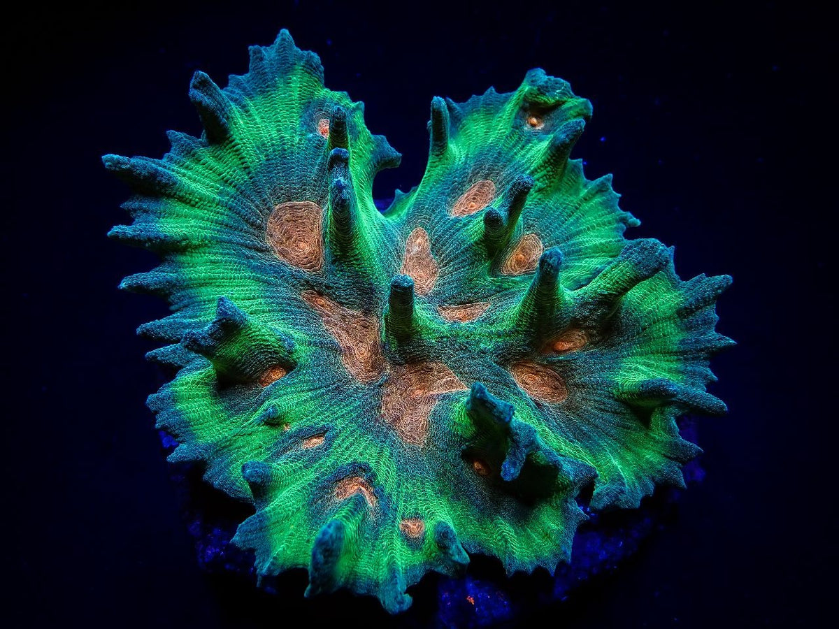 Pectinia spp. (Orange Center)