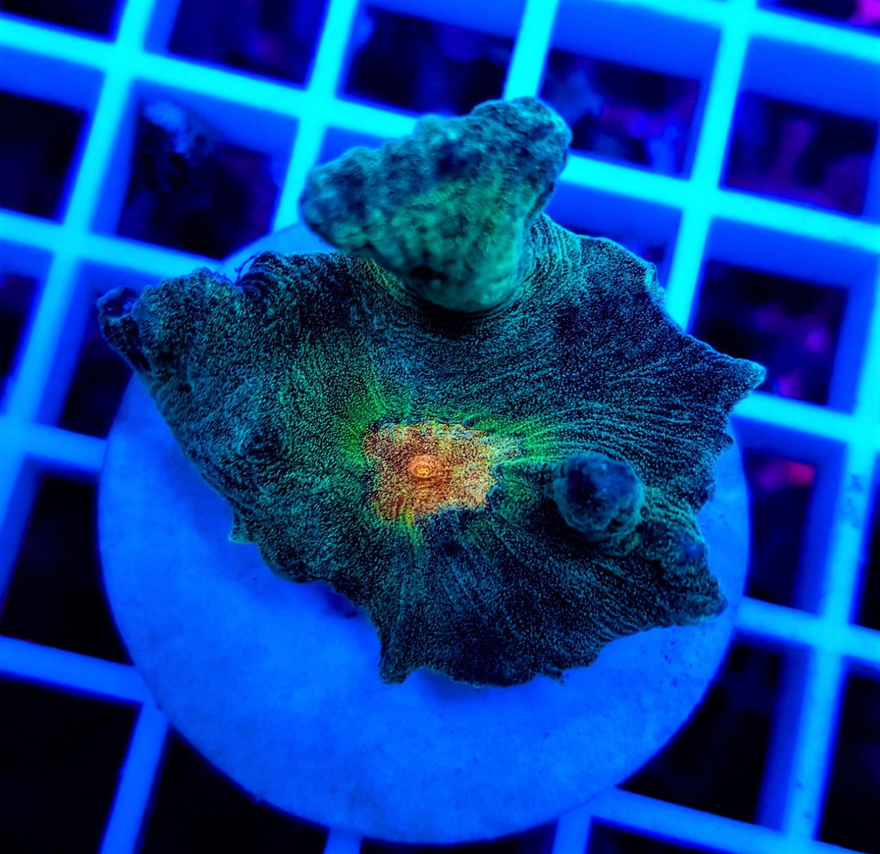 Pectinia spp. (Orange Center) (frag)
