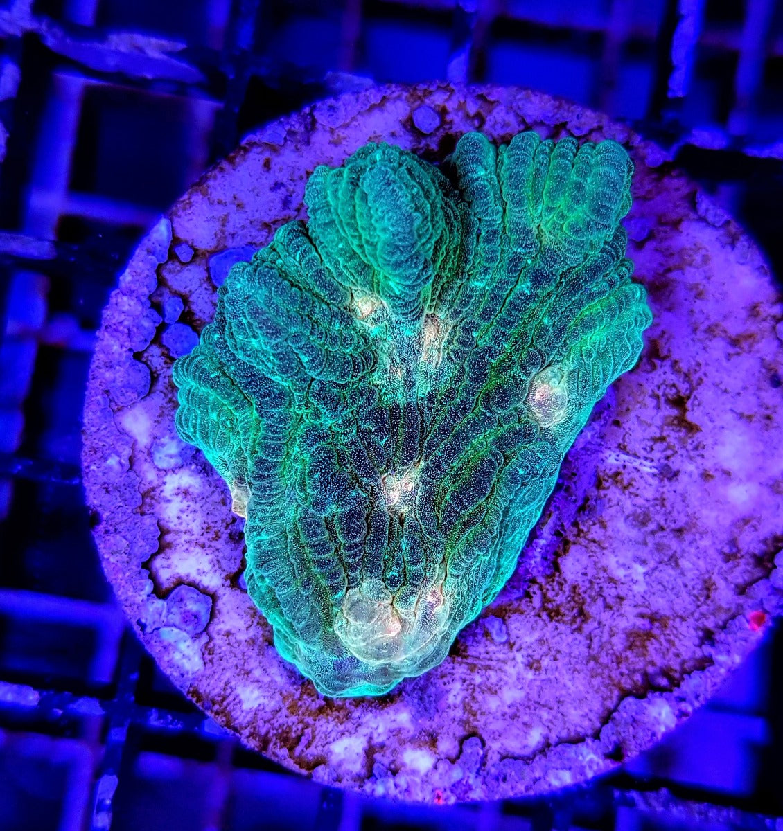 Pectinia spp. (Orange Center) (frag)