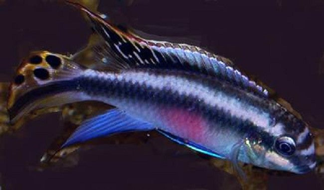 Pelvicachromis pulcher blue 4-5 cm