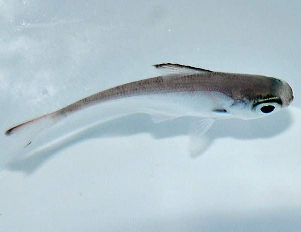 Pempheris spp.