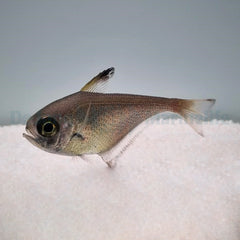 Pempheris spp.