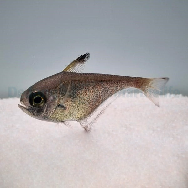 Pempheris spp.
