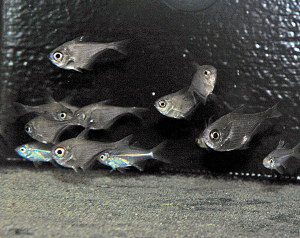 Pempheris spp.