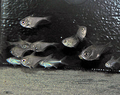 Pempheris spp.
