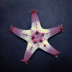 Pentaceraster aleolatus