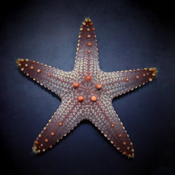 Pentaceraster aleolatus