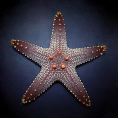 Pentaceraster aleolatus