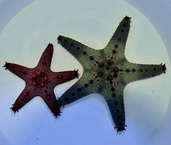 Pentaceraster regulus