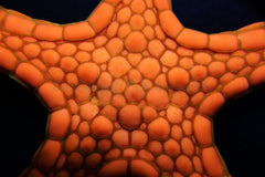 Pentagonaster duebeni (Orange)